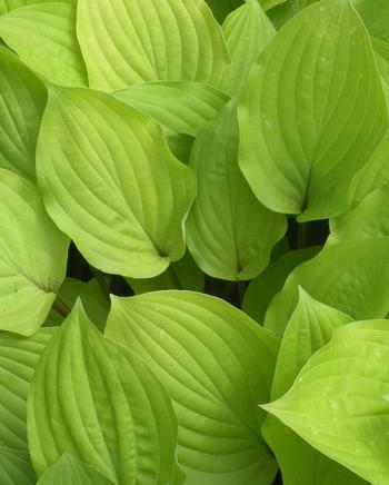 Hosta 'Fire Island'