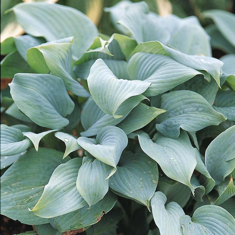 Hosta 'Fragrant Blue'  NEW