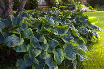 Hosta 'Frances Williams'