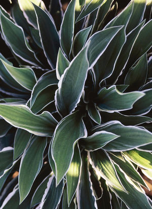 Hosta 'Ginko Craig' 