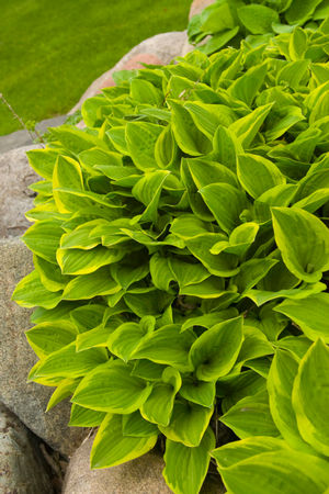 Hosta 'Golden Tiara'