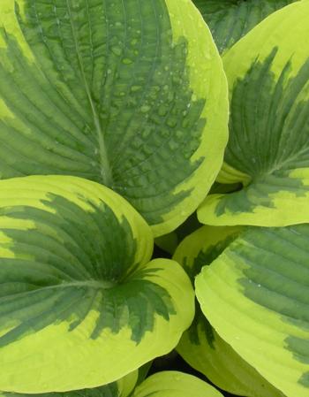 Hosta 'Great Arrival'     