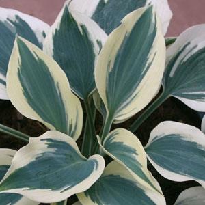 Hosta 'Great Escape' 