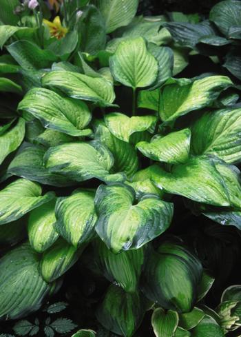 Hosta 'Guacomole'