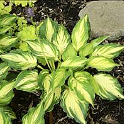 Hosta 'Lakeside Paisley Print'  