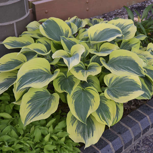 Hosta 'Liberty'  