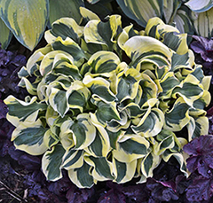 Hosta 'Mini Skirt' 