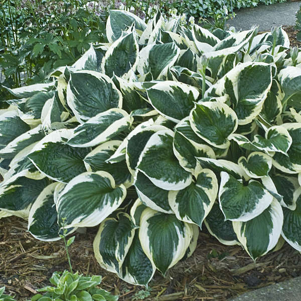 Hosta 'Minuteman'