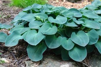 Hosta 'Blue Mouse Ears'  