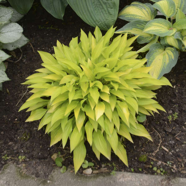 Hosta 'Munchin Fire' 