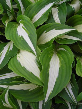 Hosta 'Night Before Christmas'