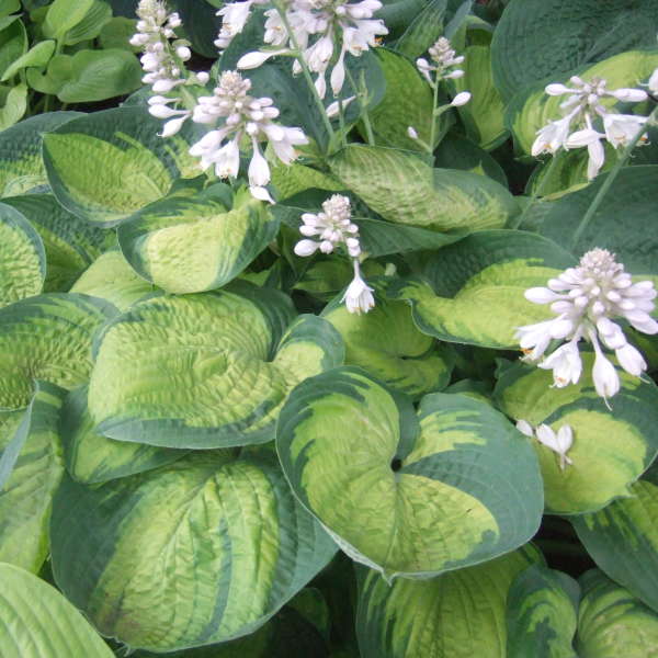 Hosta 'Paradigm'  