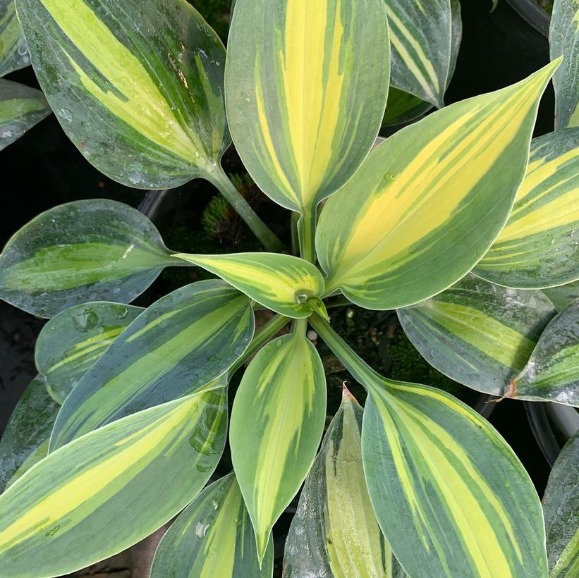 Hosta 'Party Popper'   NEW