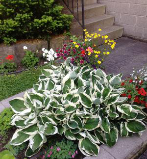 Hosta 'Patriot'