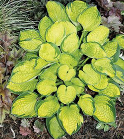 Hosta 'Rainforest Sunrise'  