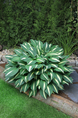 Hosta 'Risky Business' 