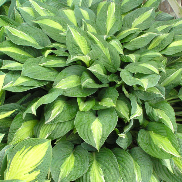 Hosta 'Striptease'