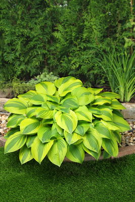 Hosta 'Velvet Moon'  