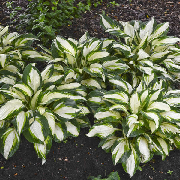 Hosta 'Vulcan'