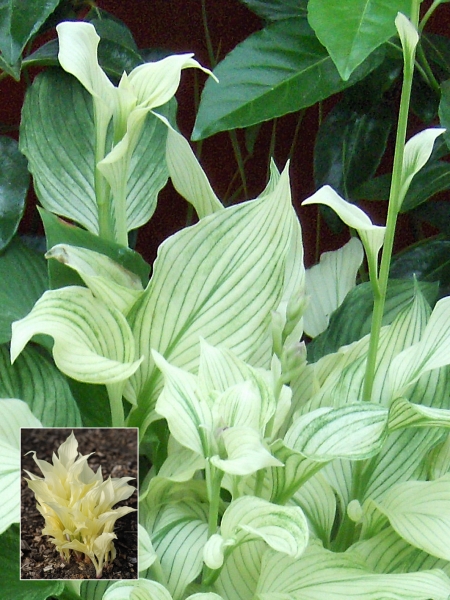 Hosta 'White Feather' 