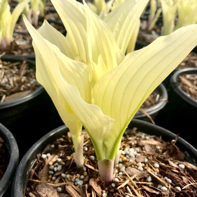 Hosta 'Zebra Stripes' 