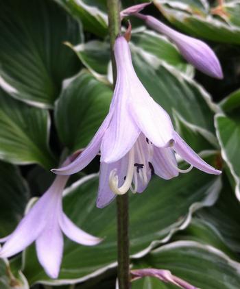 Hosta 'Albomarginata' (fortunei)  