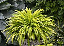 Hosta 'Curly Fries'    