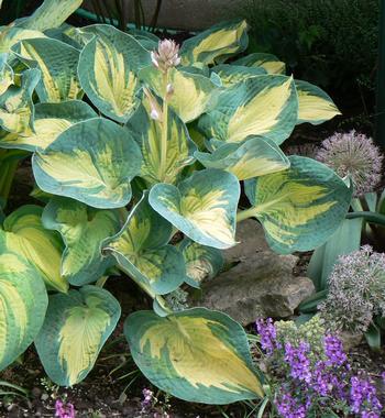 Hosta 'Great Expectations'  