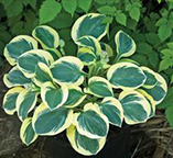 Hosta 'Mighty Mouse'