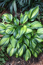 Hosta 'Rainbow's End'