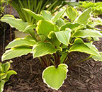 Hosta 'Rubies and Ruffles'