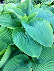 Hosta 'Empress Wu' 