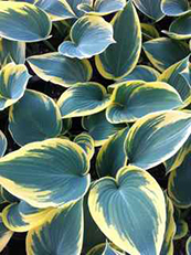 Hosta 'First Frost'