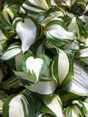 Hosta 'Raspberry Sundae'