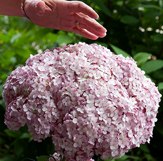 Hydrangea arborescens 'Incrediball Blush'