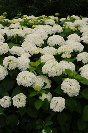 Hydrangea arborescens ' Annabelle