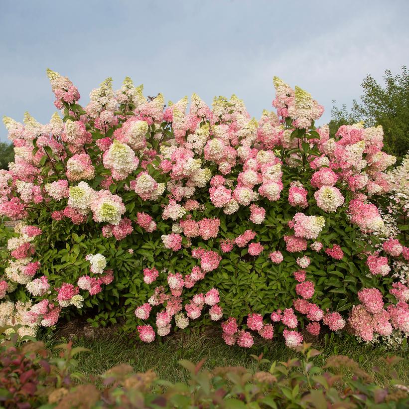 Hydrangea paniculata 'Berry White'