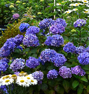 Hydrangea macrophylla 'Bloomstruck' 