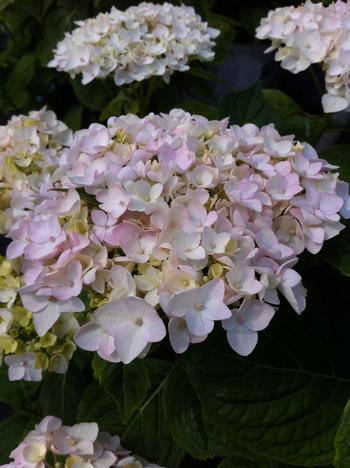 Hydrangea macrophylla 'Blushing Bride'