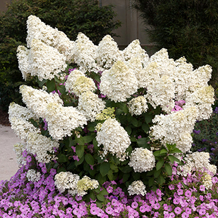 Hydrangea paniculata 'Bombshell'  