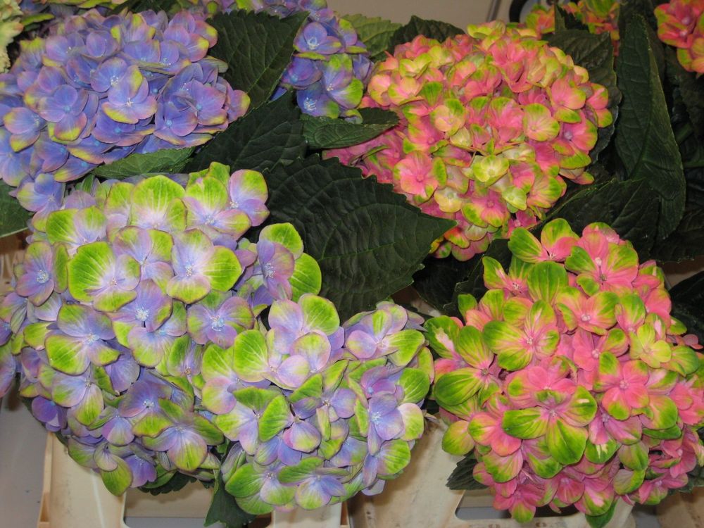 Hydrangea macrophylla 'Everlasting Amethyst' 