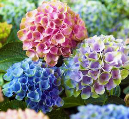 Hydrangea macrophylla 'Everlasting Revolution'