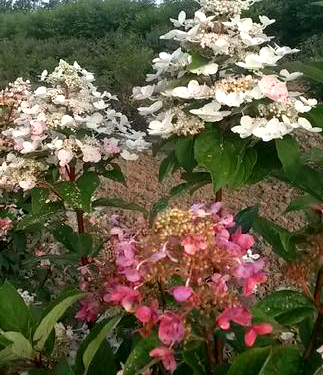 Hydrangea paniculata 'Fire and Ice'