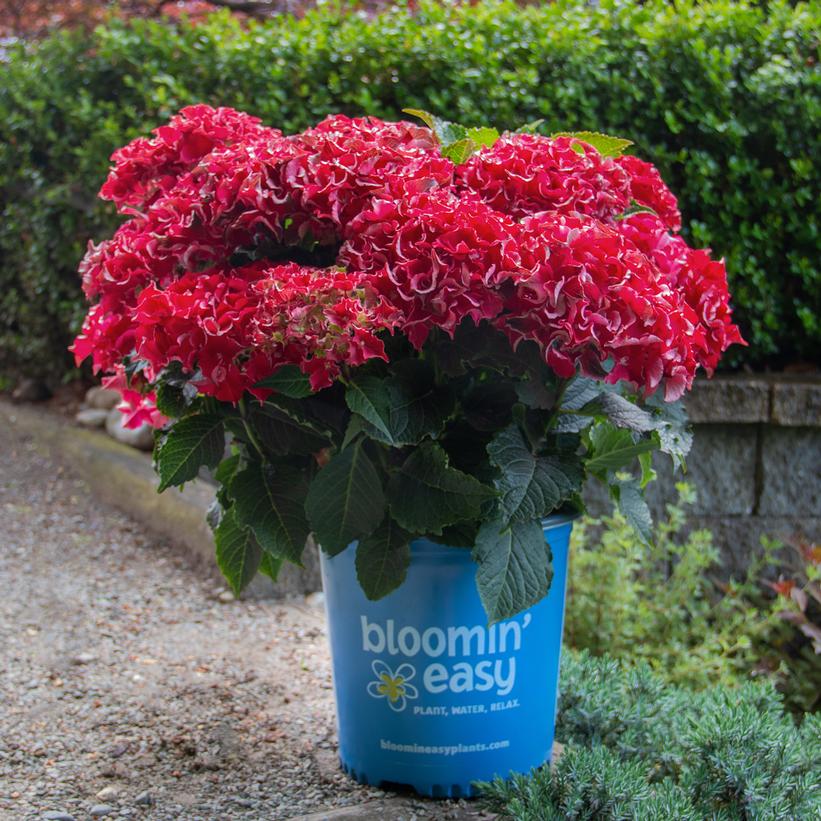 Hydrangea macrophylla 'Frill Ride'  