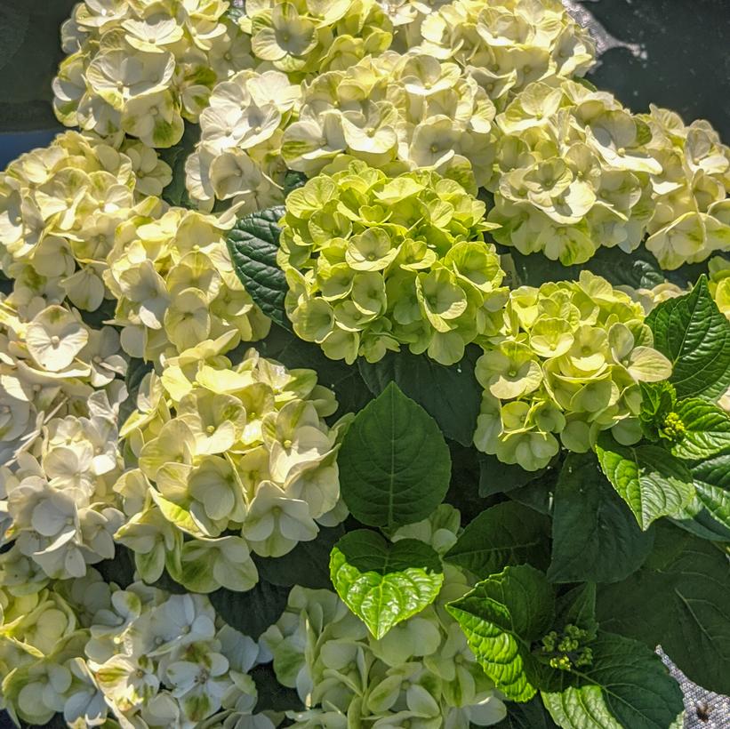 Hydrangea macrophylla 'Grin and Tonic'