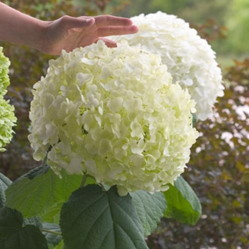 Hydrangea arborescens 'Incrediball'   