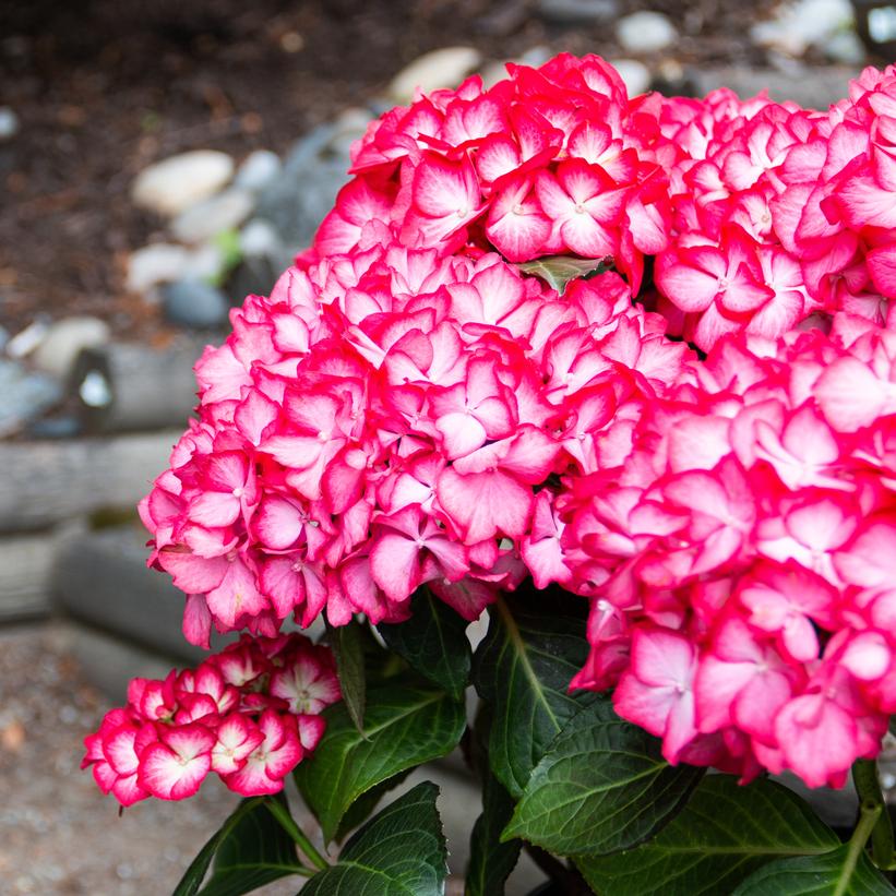 Hydrangea macrophylla 'Kimono'