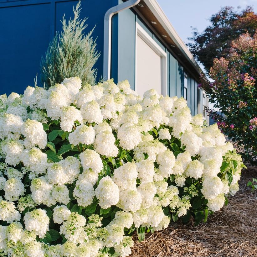 Hydrangea paniculata 'Little Hottie'  