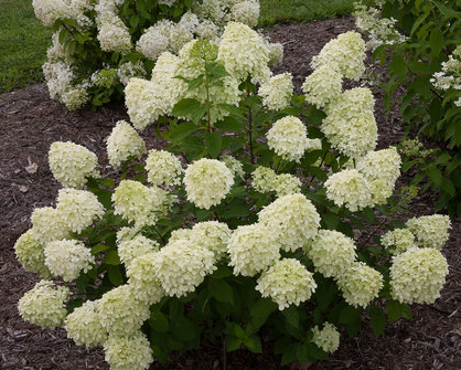 Hydrangea paniculata 'Little Lime'  