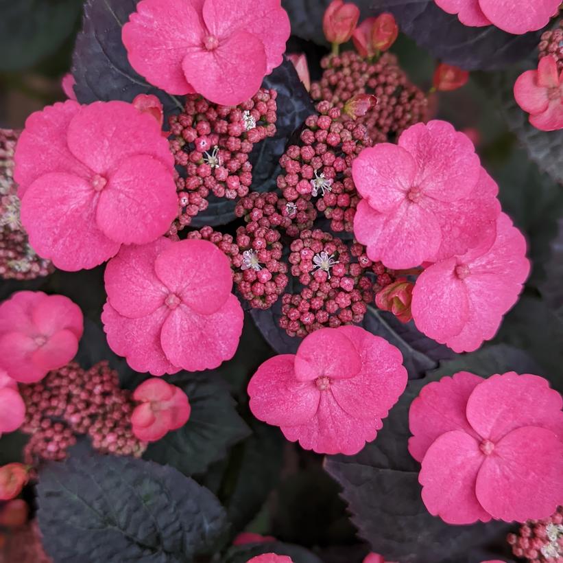 Hydrangea serrata 'Pink Dynamo'